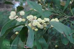 Acacia melanoxylon